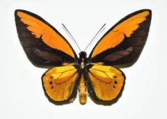 红鸟翼凤蝶 Ornithoptera croesus