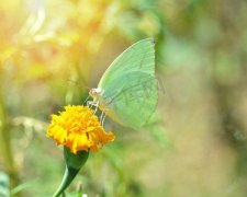 绿云粉蝶（Pieris napi）