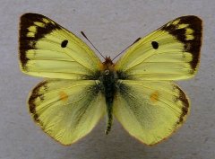 新疆豆粉蝶（Colias erschoffii）