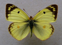 万达豆粉蝶（Colias wanda）