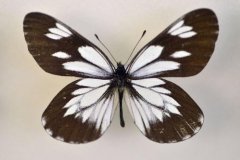 黑边绢粉蝶 Aporia acraea