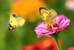 斑缘豆粉蝶 Colias erate